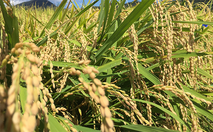 令和7年産 福井県若狭町 つきあかり （一等米） 10kg（神谷農園） 5kg×2袋 お米 ブランド米 銘柄米 ご飯 おにぎり お弁当 産地直送 和食 主食 