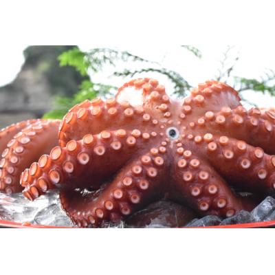ふるさと納税 国東市 船上活き締め!ゆでたこ丸ごと約1kg(約1〜4杯)_1812R |  | 03
