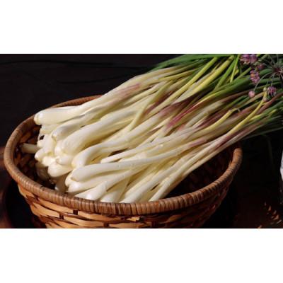 ふるさと納税 八重瀬町 【限定100セット】沖縄県八重瀬町産　島らっきょう約1.2kg |  | 01