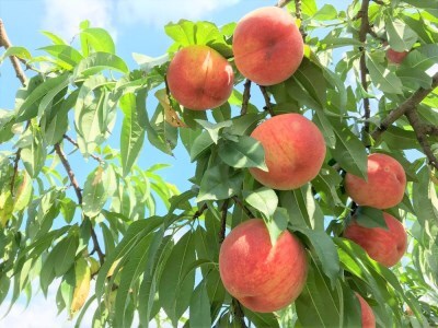草間台の朝採れ白桃1箱 約2kg 6玉 【先行予約 7月下旬から発送】