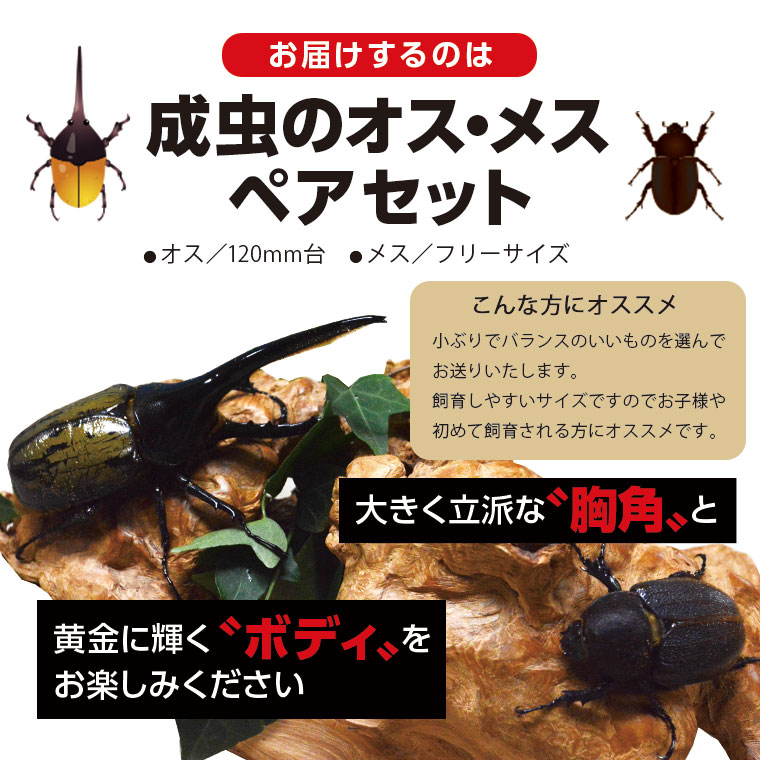 【C76001】ヘラクレスオオカブト（ヘラクレスヘラクレス）カブトムシ　成虫ペア　オス（120mm台）　メス（フリーサイズ）_イメージ5