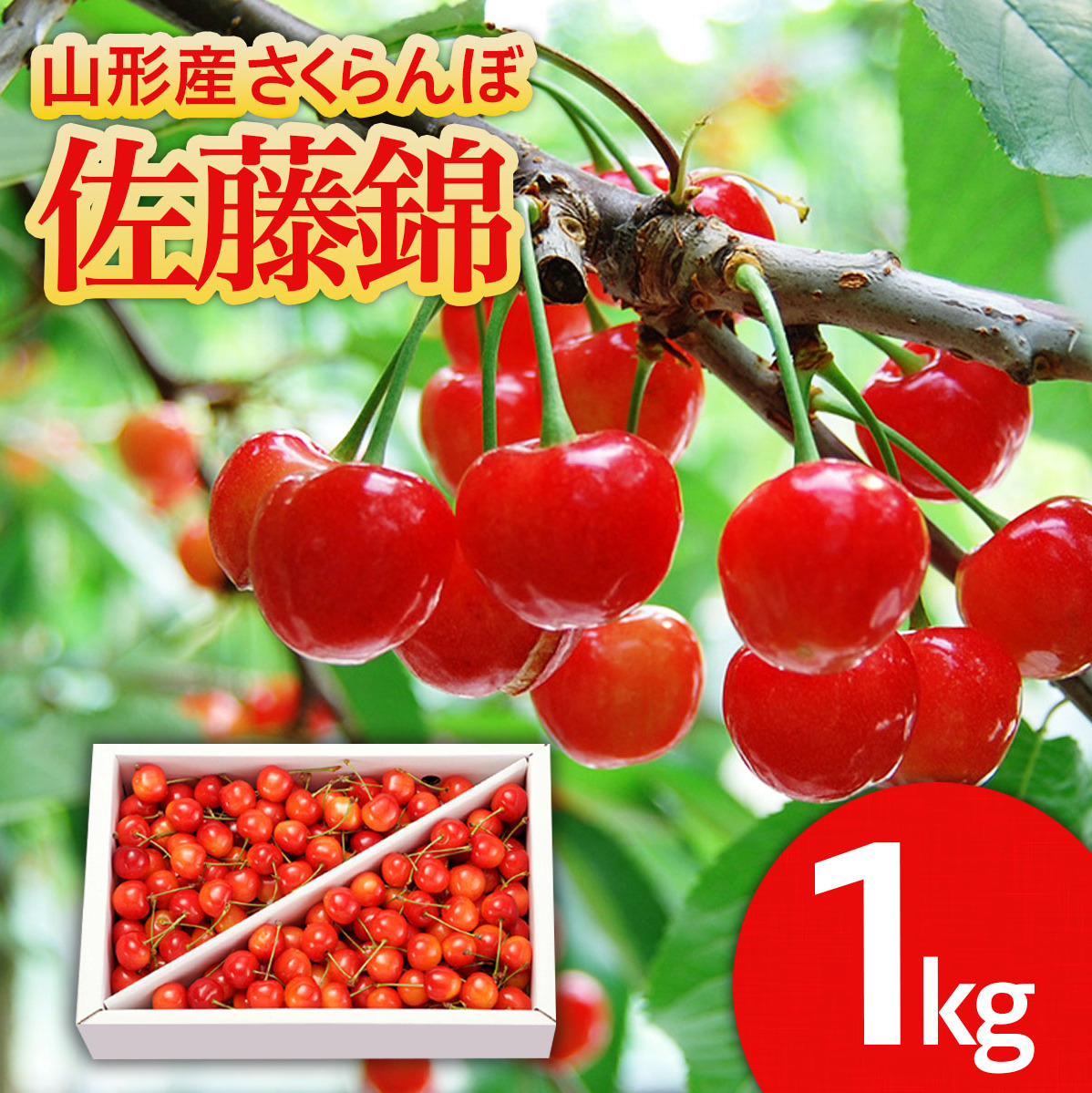 山形のさくらんぼ 佐藤錦 1kg Lサイズ以上 バラ詰 【令和8年産先行予約】FS25-513