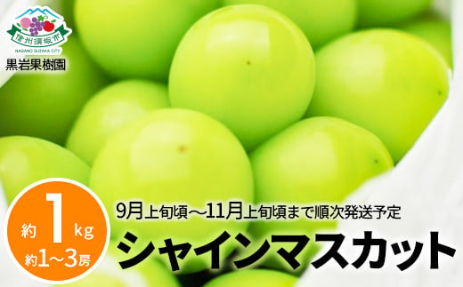 [No.5657-2606]シャインマスカット 約1kg（約2～3房）《黒岩果樹園》■2023年発送■※9月上旬頃～10月下旬頃にかけて順次発送