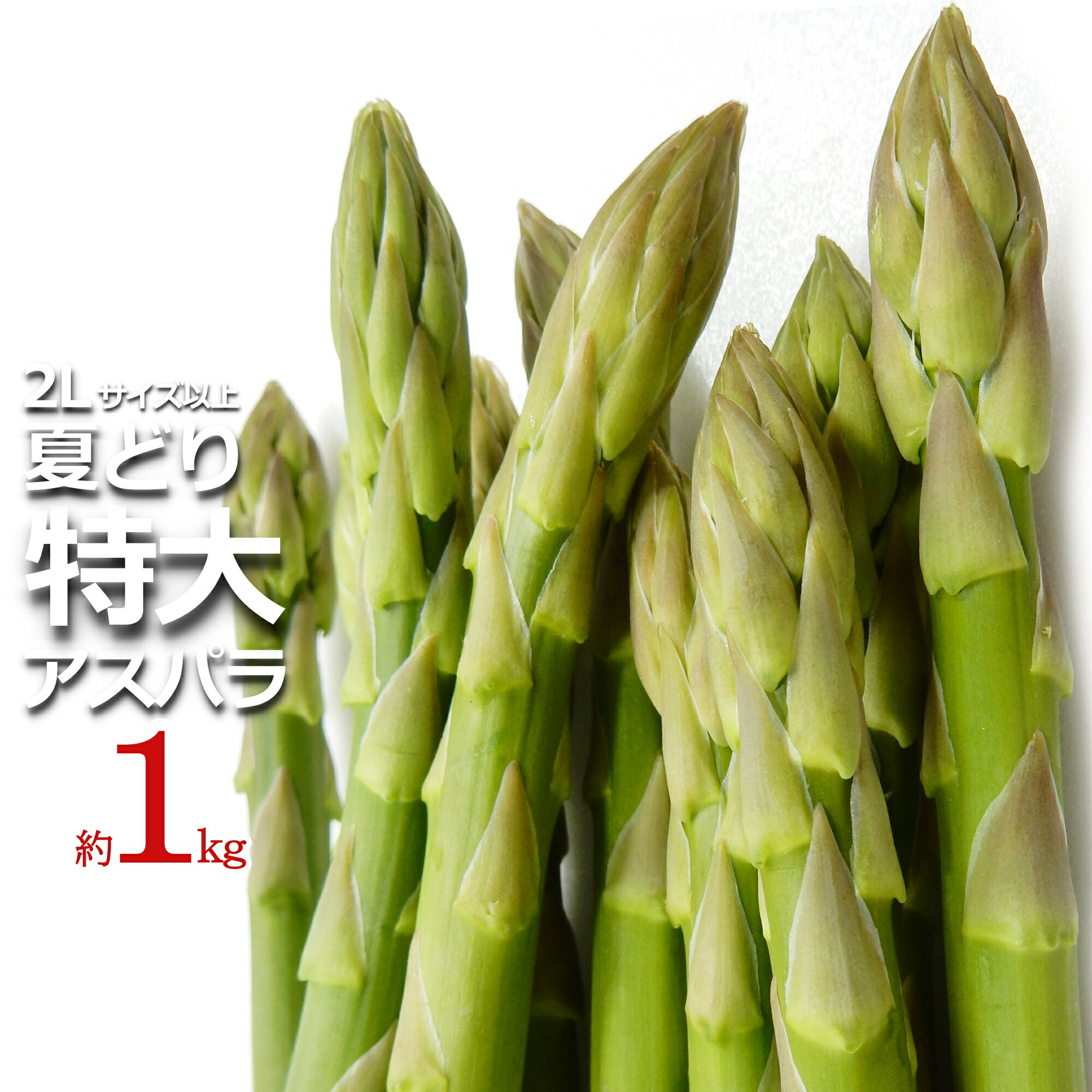 【ふるさと納税】新鮮 特大 夏 旬 アスパラ 約1kg ＼ 太い ＆ 甘い 2L サイズ 以上 ／ 夏採り アスパラガス ミネラルや ビタミン が豊富な おいしい アスパラ 炒め物 や サラダ 天ぷら など 様々な お料理 で活躍 【2025年7月〜8月発送】 H051(R7)