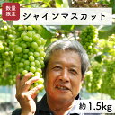 【ふるさと納税】【先行予約・2024年9月】数量限定 特大シャインマスカット 1.5kg 産地直送 農家直送 甘い 大きい 種なし ぶどう 果物