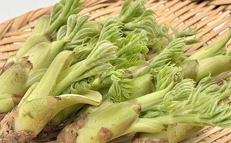 山菜の王様 鏡石の自然の恵み タラの芽 約500g（約50g×10） 山菜 野菜 食品 F6Q-470