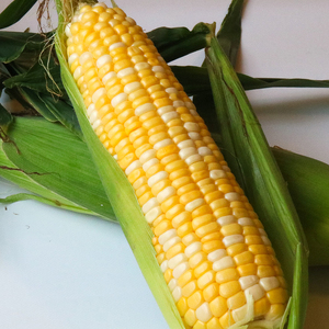 【先行予約】とうもろこし 2種食べ比べ 10本（バイカラー ホワイ）とうもろこし スイート コーン