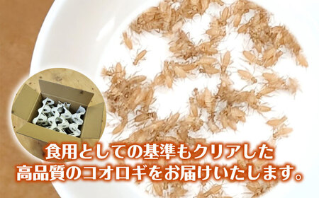活きヨーロッパイエコオロギSサイズ500匹 BKBN004 コオロギ
