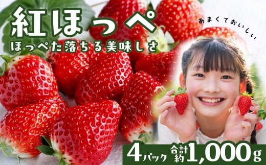 いちご 紅ほっぺ 250g×4パック 計1000g ｜ いちご イチゴ 苺 ストロベリー ベリー 季節限定 果物 くだもの フルーツ 野菜 美味しい おいしい 甘み ほのかな酸味 デザート スイーツ ギフト 贈り物 ビタミン 健康 埼玉県 久喜市