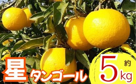 【先行予約】 星タンゴール5kg 清見 柑橘 サマー清見