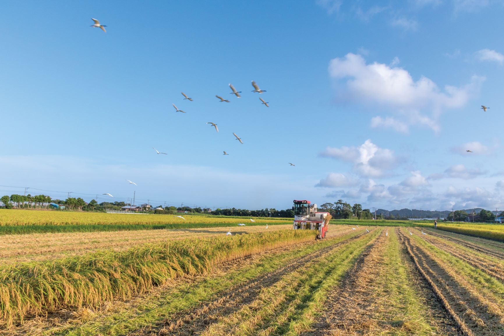 千葉県一宮町産コシヒカリ（玄米３０㎏）令和７年産米【2025年発送分】　一等米　先行予約