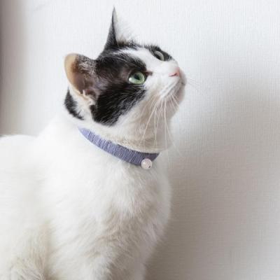 ふるさと納税 京都市 【中野伊助】ねこのわ GINKAKU(猫用首輪&飼い主用ピアス) |  | 01