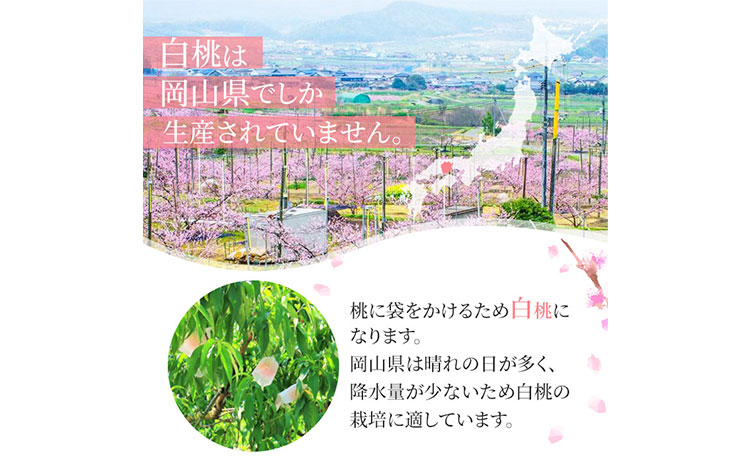 【先行予約】岡山白桃ロイヤル 3玉 計約900g 橋田商店有限会社《7月上旬-8月中旬頃出荷》 岡山県 浅口市 岡山県産 もも フルーツ 果物 くだもの 白桃 送料無料 ---124_c3761_7a
