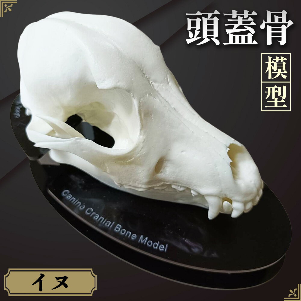 【ふるさと納税】イヌの頭蓋骨模型（中型犬） ／ 模型 犬 骨 骨格 樹脂模型 獣医 診察室 インフォームドコンセント インテリア 東京都 No.154