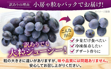 【先行予約】【9月上旬から9月末に順次発送】【訳あり】ピオーネ 約1kg（約500g×2パック）露地栽培 ぶどう 果物 ピオーネ フルーツ 葡萄 ブドウ 三次市/西田ぶどう園[APCM006]