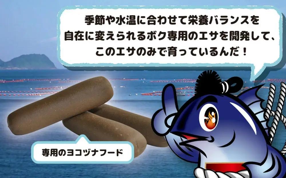 まぐろ 豊後マグロ ヨコヅーナ 1本分セット