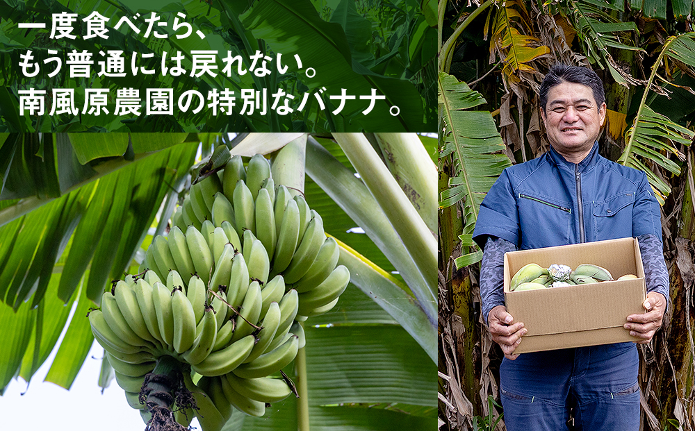 南風原農園　アップルバナナ　3kg