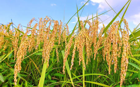 【先行予約】【12ヶ月定期便】【令和６年産】福井県大野産コシヒカリ（白米）10kg(5kg×2袋)×12回 計120kg [L-094001]