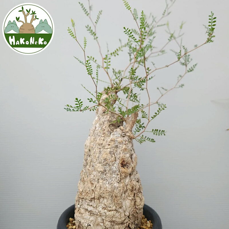 【ふるさと納税】オペルクリカリア・パキプス「塊根植物の王様」(発根管理済) P004 [0425]