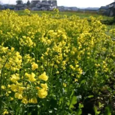 百花蜜 蜂蜜 180g×3本セット 岩手県遠野産 純粋 非加熱 花兵養蜂農園【1744418】