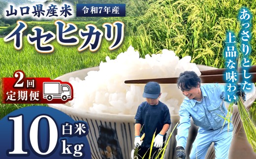 【 定期便 】 令和7年産 山口県産米 イセヒカリ 10kg 2回 ｜ 令和7年産 いせひかり 山口県産米 こめ お米 コメ 白米 精米 ごはん ご飯 瀬戸内 山口県 平生町 10kg