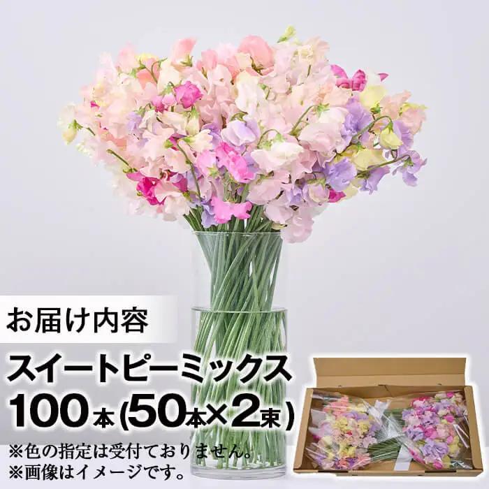 ＜先行予約受付中！2026年12月中旬から順次発送予定＞門川町産スイートピーミックス(計100本・50本×2束) 花  ギフト 【AL-1】【安田農園】 