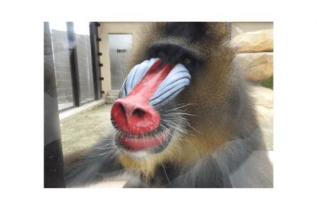 東武動物公園【入園券＋のりもの券10枚綴り（ペア）】　【11246-0237】