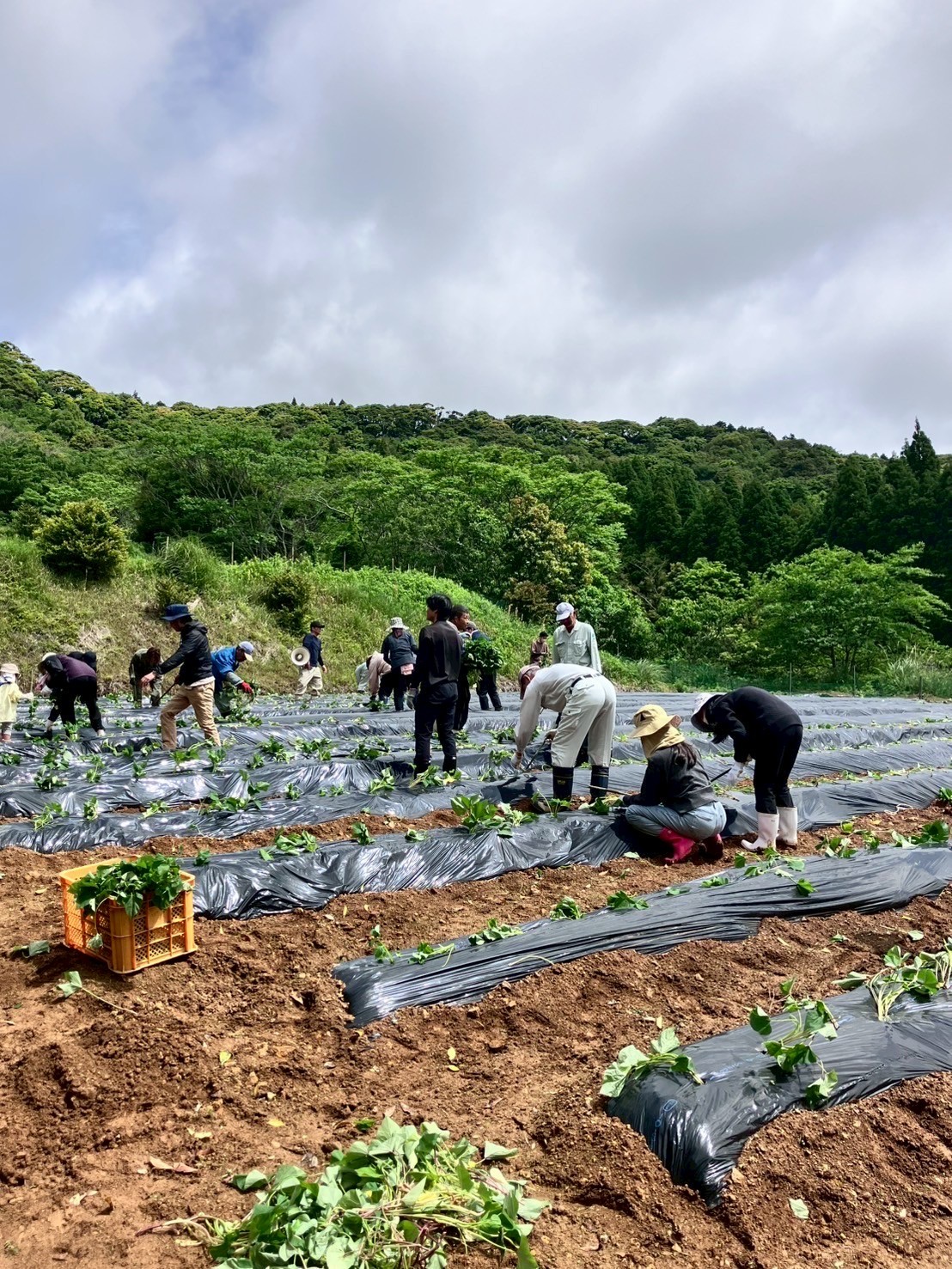 【7-2　峰山地区コミュニティ協議会やなぎやま村】
風車のある丘で展開される自然と人のハーモニー