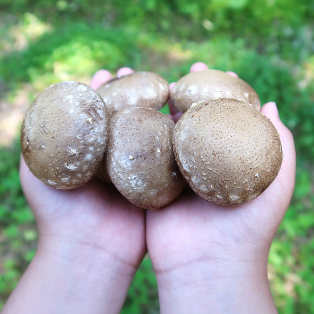 【ふるさと納税】＼自社厳選／こだわり極旨「菌床生しいたけ1kg」 国産 岩手県 久慈産 菌床 生 しいたけ 肉厚 1kg 大矢内きのこ園 野菜 椎茸 キノコ 新鮮 金賞 厳選一級品 希少 おすすめ 直送 冷蔵 送料無料