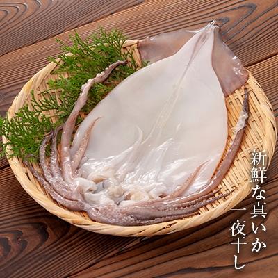 ふるさと納税 知内町 老舗の味 真いかの一夜干し 2枚入×3パック　＜秋元水産＞ |  | 02