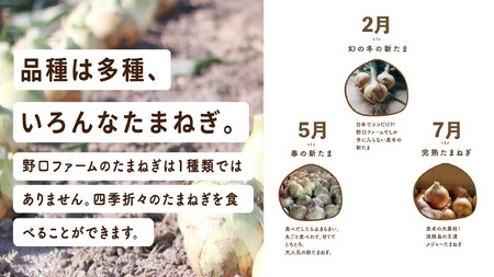【全３回定期便】淡路島たまねぎ５kg　旬の贅沢セット！【2・5・7月発送】