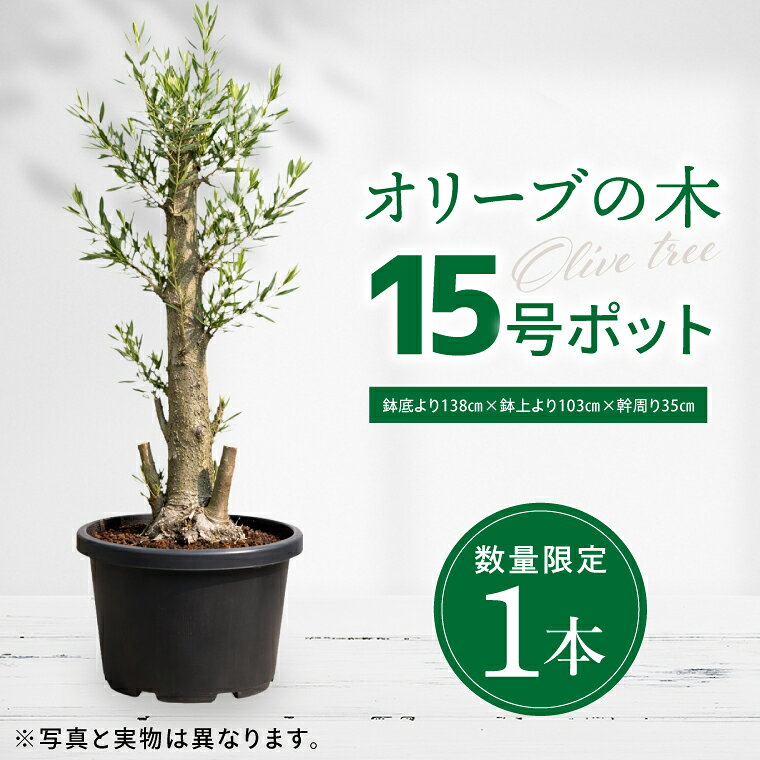 【ふるさと納税】【数量限定】オリーブの木 1本 15号|オリーブ 観賞用 新築 ギフト 美容 健康 長寿 取手市（BD006）