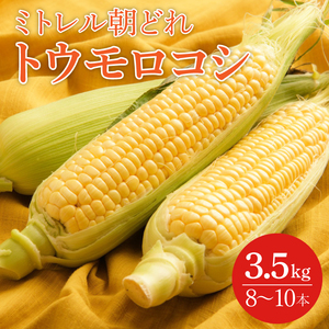 【本田農園】ミトレル朝どれトウモロコシ【とうもろこし コーン 野菜 新鮮 期間限定 朝採れ 糖度 お取り寄せ 旬 旬野菜 水戸市 茨城県】（JN-1）