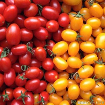 ふるさと納税 糸島市 【福岡県糸島産】 朝採れ野菜セット (12品前後) オーガニックナガミツファーム [AGE023] |  | 01