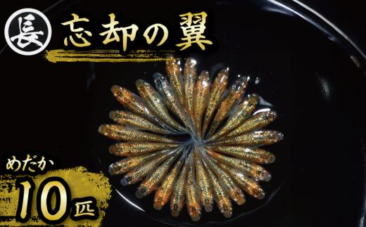 忘却の翼 オス ・ メス ランダム 10 匹 めだか 飼育 初心者 おすすめ 水槽 インテリア 生物 生体 趣味 室内 メダカ 元気なメダカ ヒレ長メダカ 黒 オレンジ ラメ   生魚 魚 めだか 生き物 いきもの 人気品種 厳選 鑑賞 鑑賞用 繁殖 綺麗 きれい 丈夫 育てやすい 美 国産 めだか メダカ プレゼント 贈答用 ギフト 品種 人気 送料無料 飼育初心者 静岡県 牧之原市 丸長