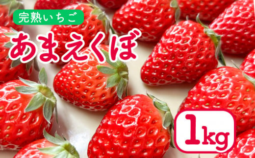 いちご 1kg あまえくぼ 4パック  ( 2025年 1月 以降 発送予定 ) 朝採れ 期間限定 人気 果物 フルーツ 新鮮 旬 冬 春 ケーキ ショートケーキ デザート ギフト 贈り物 贈答 イチゴ 苺 ストロベリー 徳島県 吉野川市 あんいちご園