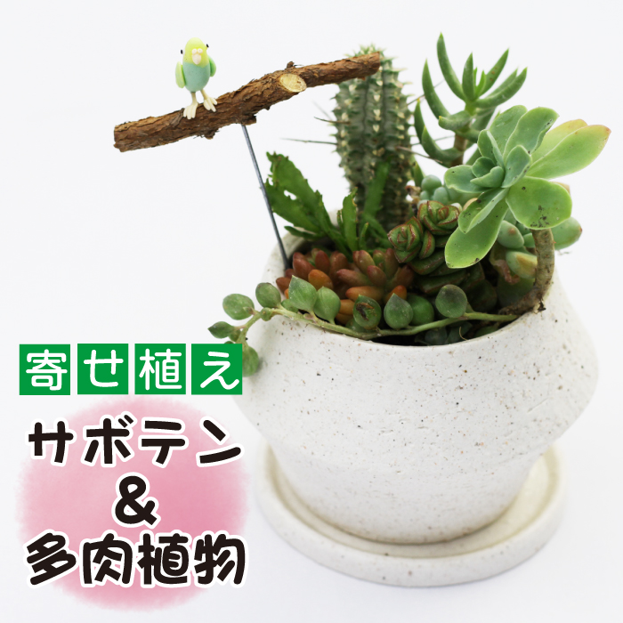 K-002-A サボテン＆多肉植物の寄せ植え【白ポット】