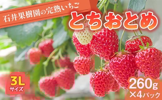 
            石井果樹園の完熟いちご とちおとめ 3Lサイズ 約1kg（260g×4パック） イチゴ 苺 福島県 鏡石町 F6Q-395
          