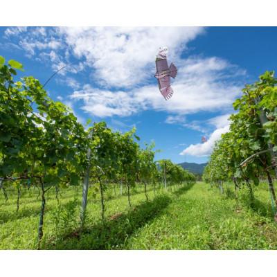 ふるさと納税 富山県 【ワインコンクール受賞】富山県南砺市 Domaine Beau 　ドメーヌボー　赤白ワインセット |  | 02