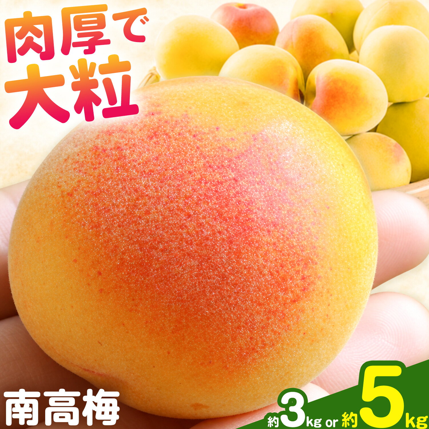 【ふるさと納税】南高梅 選べる 約3kg 約5kg マルツネ農園《6月上旬-7月上旬頃出荷》和歌山県 日高川町 梅 南高梅 うめ ウメ 梅酒 シロップ ジャム 手作り フルーツ 果物 送料無料