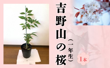吉野山の桜の苗木 1年生 [BRBZ002]