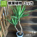 【ふるさと納税】観葉植物 ユッカ 1鉢 8号 サイズ 植物 ユーモラス 力強い 青年の木 個性的 抜群の存在感 グリーン インテリア 屋外 室内 オフィス リラックス おしゃれ 鹿児島県 南九州市 お取り寄せ 株式会社やさい農園 送料無料