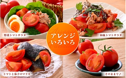 先行予約 とろ甘 越のルビー 1.5kg 高糖度ミディトマト 福井県のブランドトマト【2026年6月下旬以降順次発送予定】 とまと トマト ミディトマト ブランド品種 野菜 生野菜 美容 健康 新鮮 産地直送 国産 [A-21702]