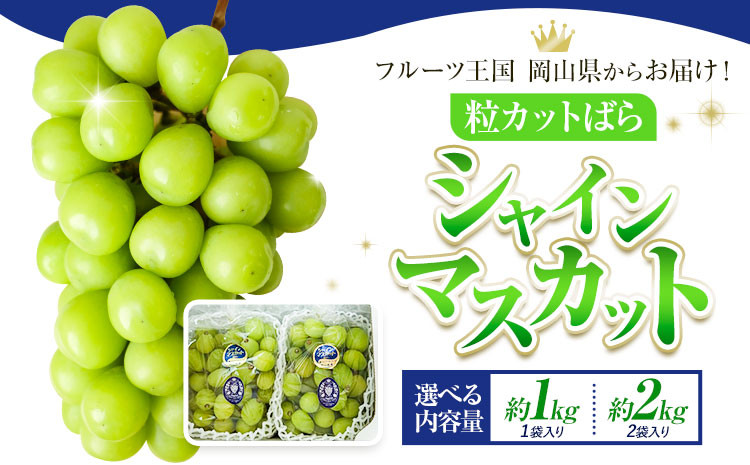 
                  【先行予約】シャインマスカット 粒カット ばら 選べる 1kg 2kg  Lino ＆ Kai Farm《2026年10月上旬-11月中旬頃出荷》マスカット 送料無料 岡山県 浅口市 シャインマスカット 岡山 ぶどう フルーツ 果物 st-p
                