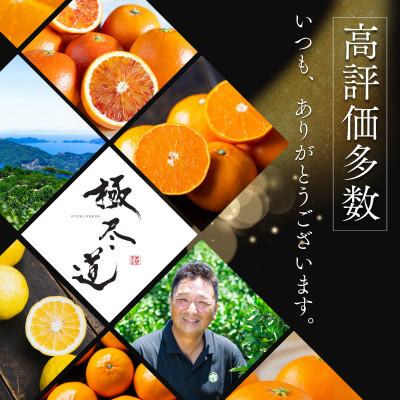 ふるさと納税 八幡浜市 【堂々たる大玉】ずっしり濃密【富士柿】3.5kg　愛媛県産【64-96】 |  | 01