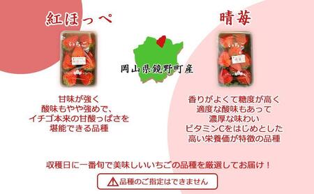 鏡野町産 朝採れ！旬の完熟いちご 300g×4パック＜2026年1月～3月発送＞【038-a004】