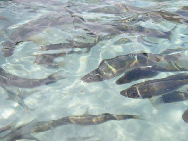 地下水育ち　子持ち鮎甘露煮5尾_イメージ5