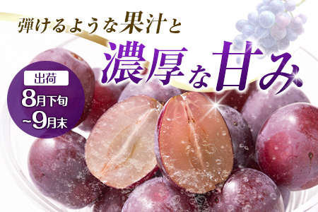 マンゴー 【2027年先行予約】 【定期便・全2回】完熟マンゴーとピオーネ定期便