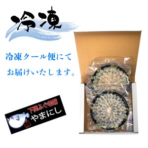 とらふぐ 天然真ふぐ たたき 刺身 3人前セット 冷凍 お刺し身 フグ ギフト AU