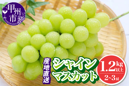 池田青果 厳選 シャインマスカット 1.2kg以上 2房～3房【2026年発送】（IS）B12-466 【シャインマスカット 葡萄 ぶどう ブドウ 令和8年発送 期間限定 山梨県産 甲州市 フルーツ 果物】